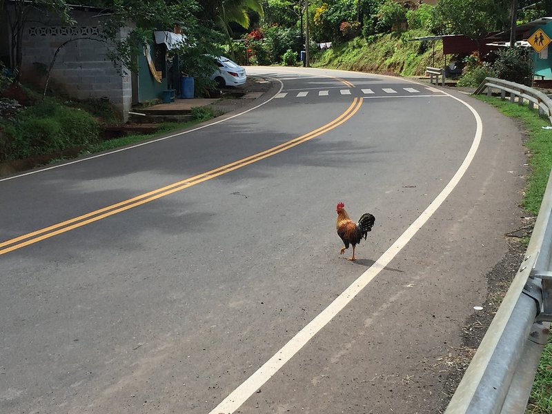 Descubre el Misterio de la Carretera de Pollo en España con Chickn Road in Spain